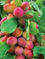مسمش